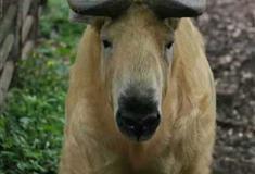 重庆动物园：扭角羚馆