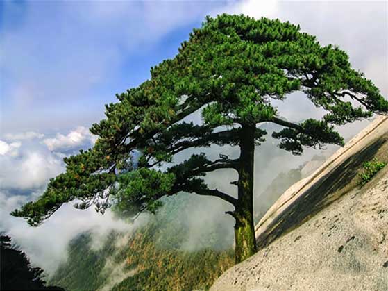 天柱山风景区14858