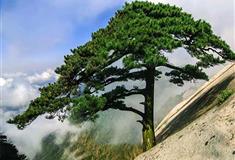 天柱山风景区：天柱松