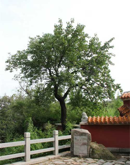 天津盘山风景名胜区14665