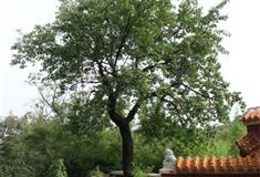 天津盘山风景名胜区：凤翘松