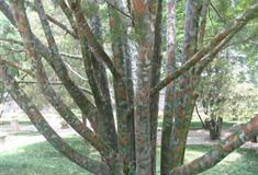 司徒庙：白皮松