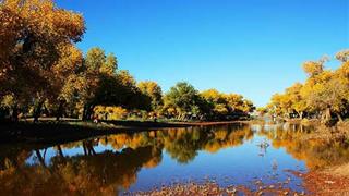 策克口岸：额济纳胡杨林