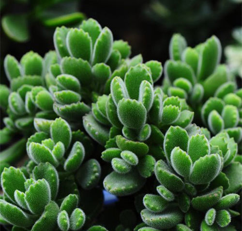 石家庄植物园15572