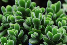 石家庄植物园：沙漠植物馆