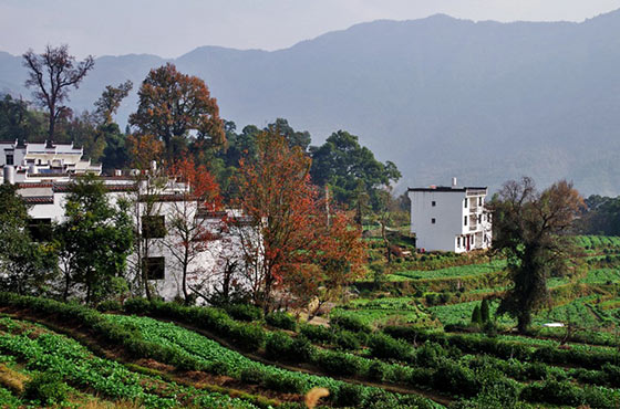 婺源江岭世外人家