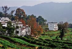 婺源江岭：世外人家