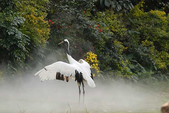 长隆飞鸟乐园介绍及游玩景点推荐