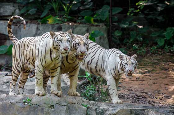 长隆野生动物世界介绍及游玩景点推荐 长隆野生动物世界介绍及游玩景点推荐