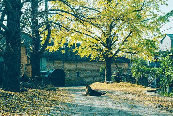 平乐古镇介绍及游玩景点推荐 平乐古镇介绍及游玩景点推荐