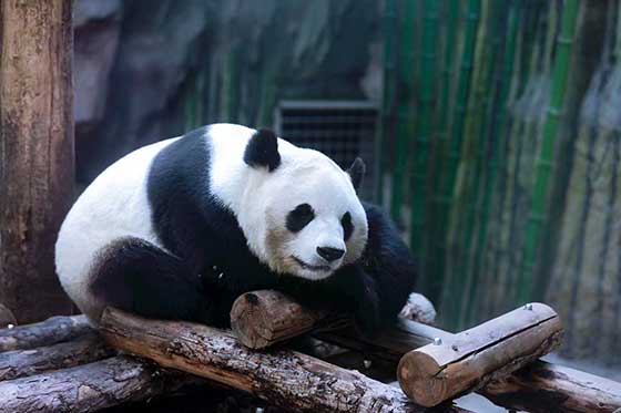 北京动物园介绍及游玩景点推荐