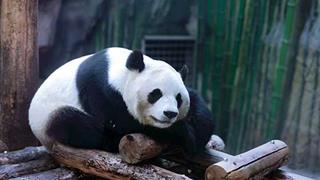 北京动物园怎么玩？附游玩路线