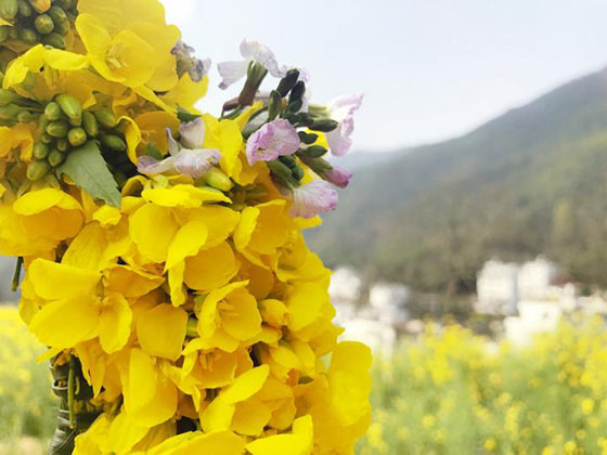 婺源江岭景区15588