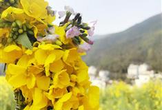 婺源江岭：艳国芳乡