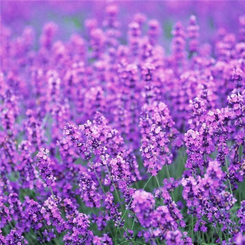 石家庄植物园15557