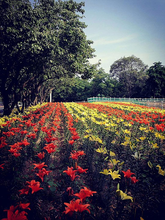 大连铭湖国际温泉滑雪度假区15739