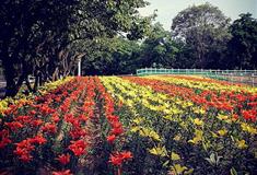 大连铭湖国际温泉滑雪度假区：百合花田