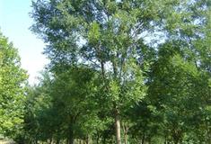 石家庄植物园：国槐园