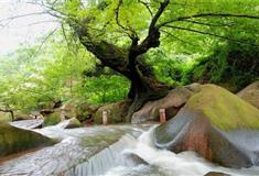九华天池旅游景区：神树抱石