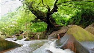 九华天池旅游景区：神树抱石