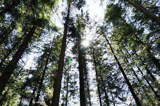 九寨沟风景区原始森林