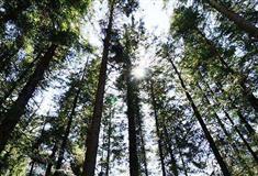 九寨沟风景区：原始森林