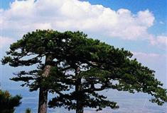 泰山姊妹松有什么好看的