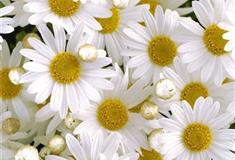 石家庄植物园：金海岸花园