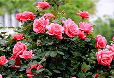 大连铭湖国际温泉滑雪度假区：七彩月季园