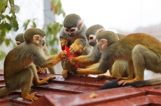重庆动物园介绍及游玩景点推荐