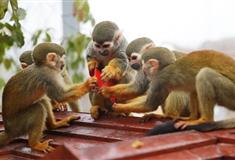 重庆动物园介绍及游玩景点推荐