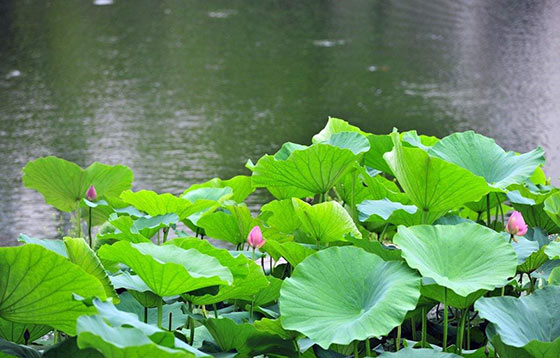 大连铭湖国际温泉滑雪度假区15743