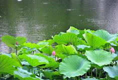 大连铭湖国际温泉滑雪度假区：荷花池