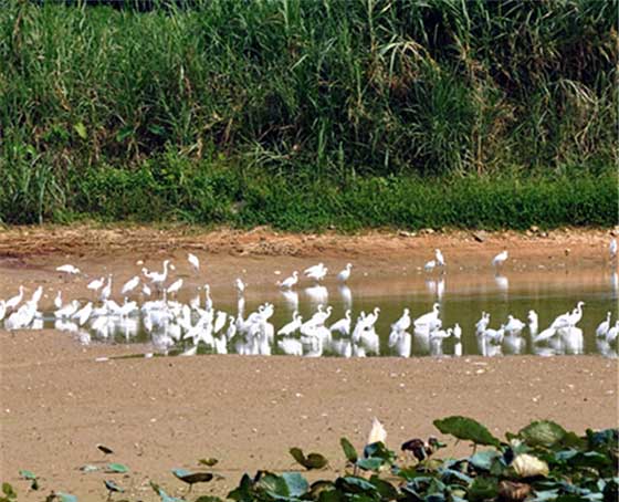 李小龙乐园15412