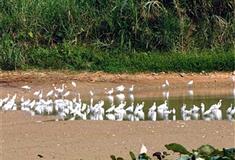 李小龙乐园：白鹭湾观鸟区