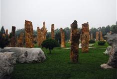 石家庄植物园：化石林