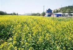 大连铭湖国际温泉滑雪度假区：油菜花田