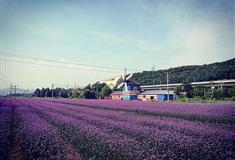 大连铭湖国际温泉滑雪度假区：马鞭草田