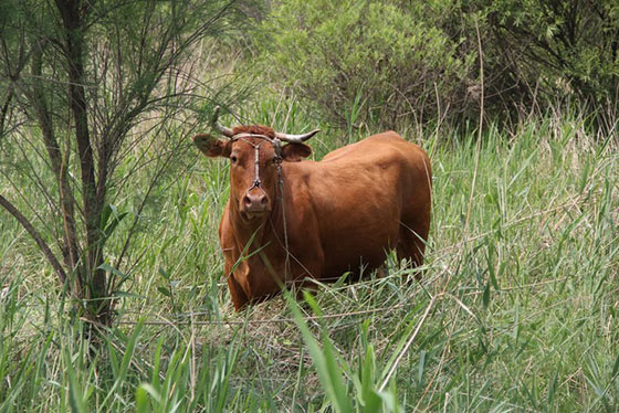 大连铭湖国际温泉滑雪度假区15748