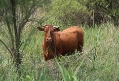 大连铭湖国际温泉滑雪度假区：铭湖牧场