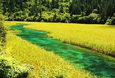 九寨沟风景区：芦苇海