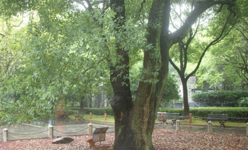 徐家汇公园15786