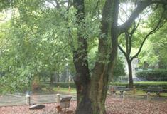 徐家汇公园：百年香樟