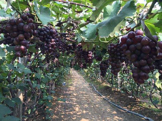 大连铭湖国际温泉滑雪度假区15749