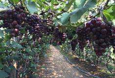 大连铭湖国际温泉滑雪度假区：葡萄园