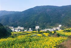 婺源江岭：2号观景台