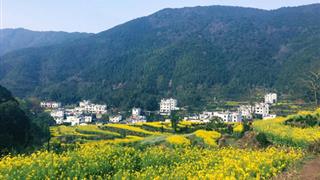 婺源江岭：2号观景台