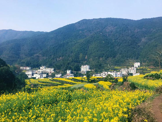 婺源江岭景区15592