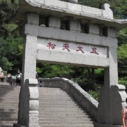 泰山五大夫松 泰山五大夫松