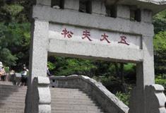 泰山五大夫松有什么好看的